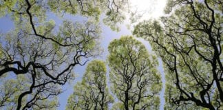 little infinite discoveries - Crown Shyness in Trees Creates Stunning Canopy Visualization