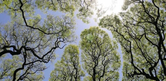 little infinite discoveries - Crown Shyness in Trees Creates Stunning Canopy Visualization