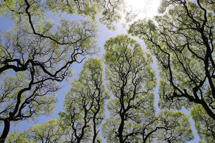 little infinite discoveries - Crown Shyness in Trees Creates Stunning Canopy Visualization