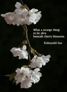 Best Spring Poetry Flowers cherry blossom