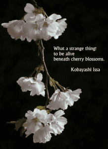 Best Spring Poetry Flowers cherry blossom