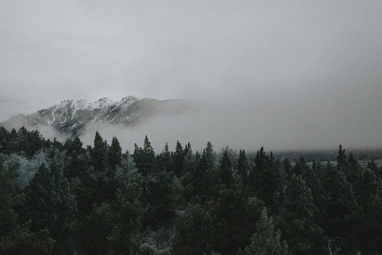 Pine forest near mountain hidden behind mist - heartbreak poems