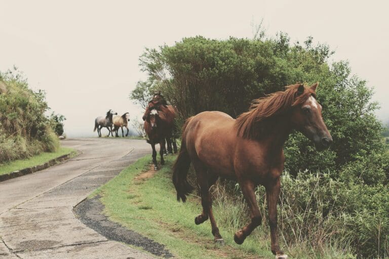 horses running alongside a winding road - poems for heartbreak