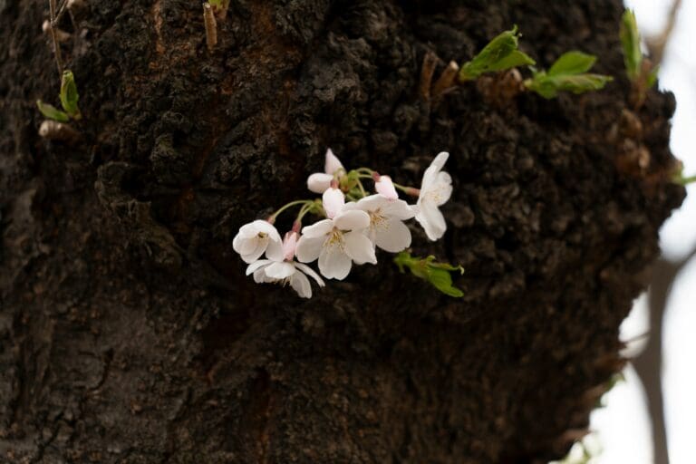 Whte flower growing on a dark tree stump