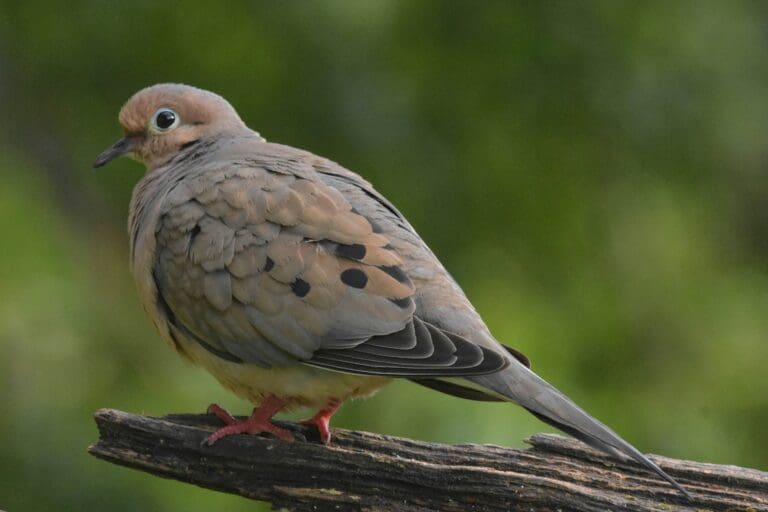 mourning dove istting on a branch
