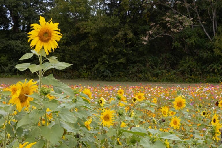 tall sunflower in a field of sunflowers with pine trees in the background
