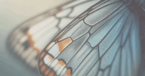 little infinite Enneagram article image of butterfly wings