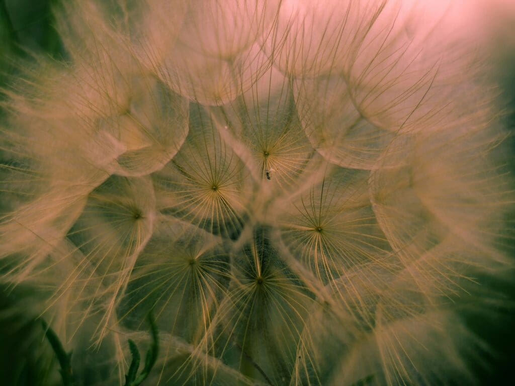 Close up image of a dandalion when it has gone to seed.