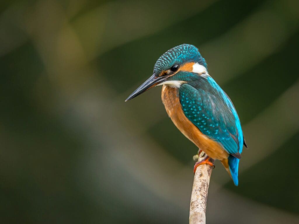 A bird with a blue head, wings and tail and an orange belly sitting on a branch with greenery blurred in the background.
